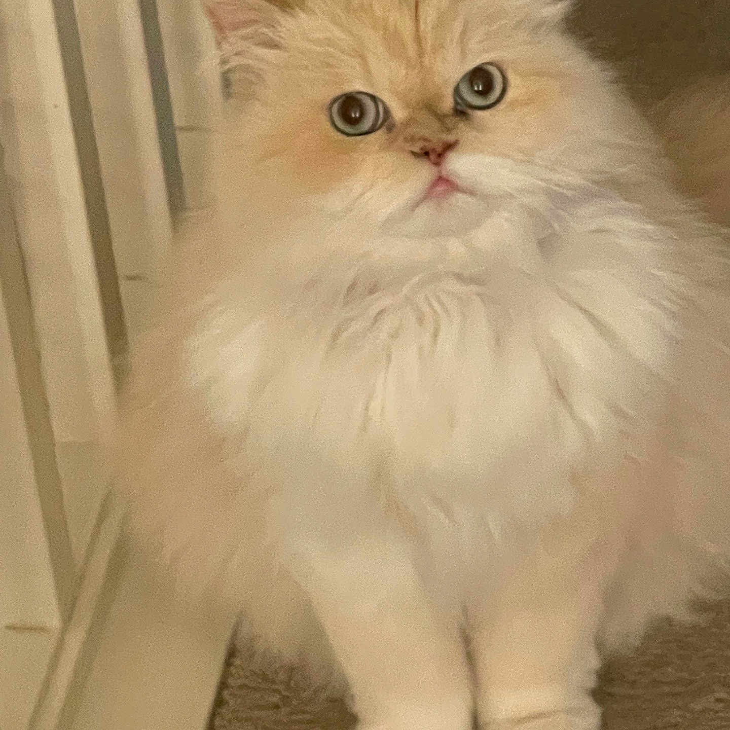 Lucy is registered to the contest to win money with this photo: angora, animal, architecture, building, cat, door, face, head, house, housing, indoors, kitten, manx, person, pet, photography, portrait, staircase, white, wood