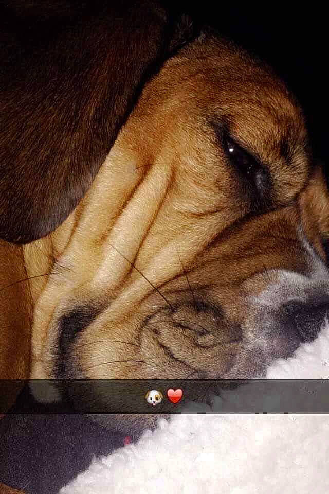 Alphonse a rejoint le concours — aidez-le/la à gagner de superbes lots ! boerboel, bullmastiff, canidae, carnivore, companion_dog, dog, dog_breed, dogue_de_bordeaux, fawn, fila_brasileiro, korean_mastiff, mammal, old_english_bulldog, ori_pei, shar_pei, skin, snout, tosa, vertebrate, wrinkle