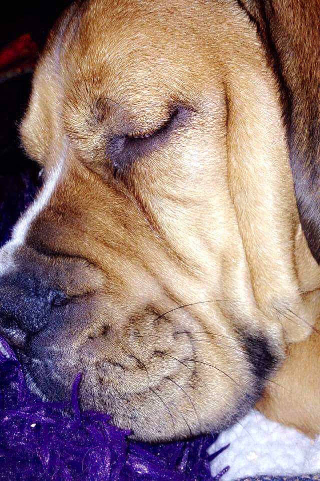 Alphonse participe au concours pour gagner de l'argent avec cette photo : ancient_dog_breeds, canidae, carnivore, companion_dog, dog, dog_breed, fawn, mammal, nose, puppy, puppy_love, rare_breed_dog, snout, vertebrate, whiskers