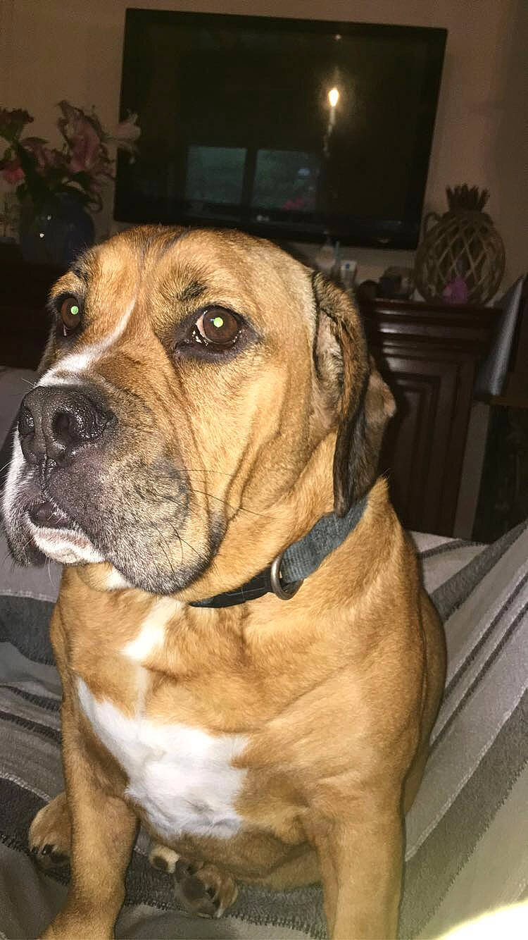 Alphonse a rejoint le concours — aidez-le/la à gagner de superbes lots ! alano_espanol, bandog, boerboel, bulldog, bullmastiff, canidae, carnivore, dog, dog_breed, english_mastiff, fawn, fila_brasileiro, mammal, molosser, perro_de_presa_canario, perro_de_presa_mallorquin, rare_breed_dog, snout, tosa, vertebrate