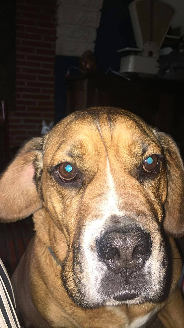 Alphonse participe au concours pour gagner de l'argent avec cette photo : black_mouth_cur, boerboel, boxer, broholmer, canidae, carnivore, dog, dog_breed, ear, fawn, fila_brasileiro, mammal, mountain_cur, nose, rare_breed_dog, rhodesian_ridgeback, snout, tosa, vertebrate, whiskers