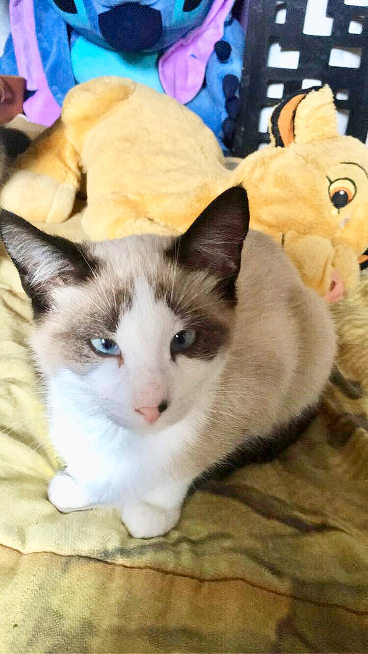 Porcinet participe au concours pour gagner de l'argent avec cette photo : asian, carnivore, cat, colorpoint_shorthair, domestic_short_haired_cat, ear, fawn, felidae, javanese, kitten, mammal, ojos_azules, polydactyl_cat, ragdoll, skin, small_to_medium_sized_cats, snowshoe, thai, vertebrate, whiskers