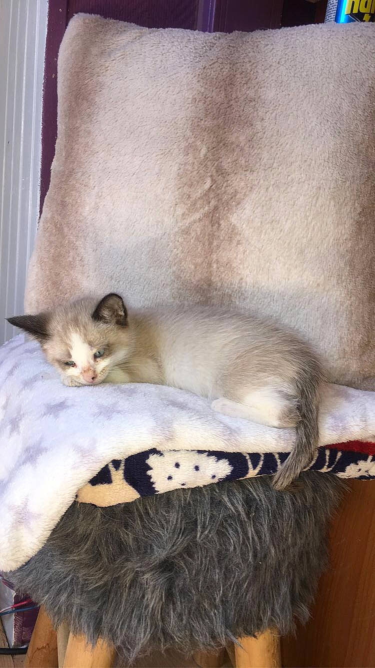 Porcinet participe au concours pour gagner de l'argent avec cette photo : asian, balinese, birman, burmilla, carnivore, cat, fawn, felidae, kitten, mammal, ragdoll, siamese, small_to_medium_sized_cats, tail, thai, whiskers