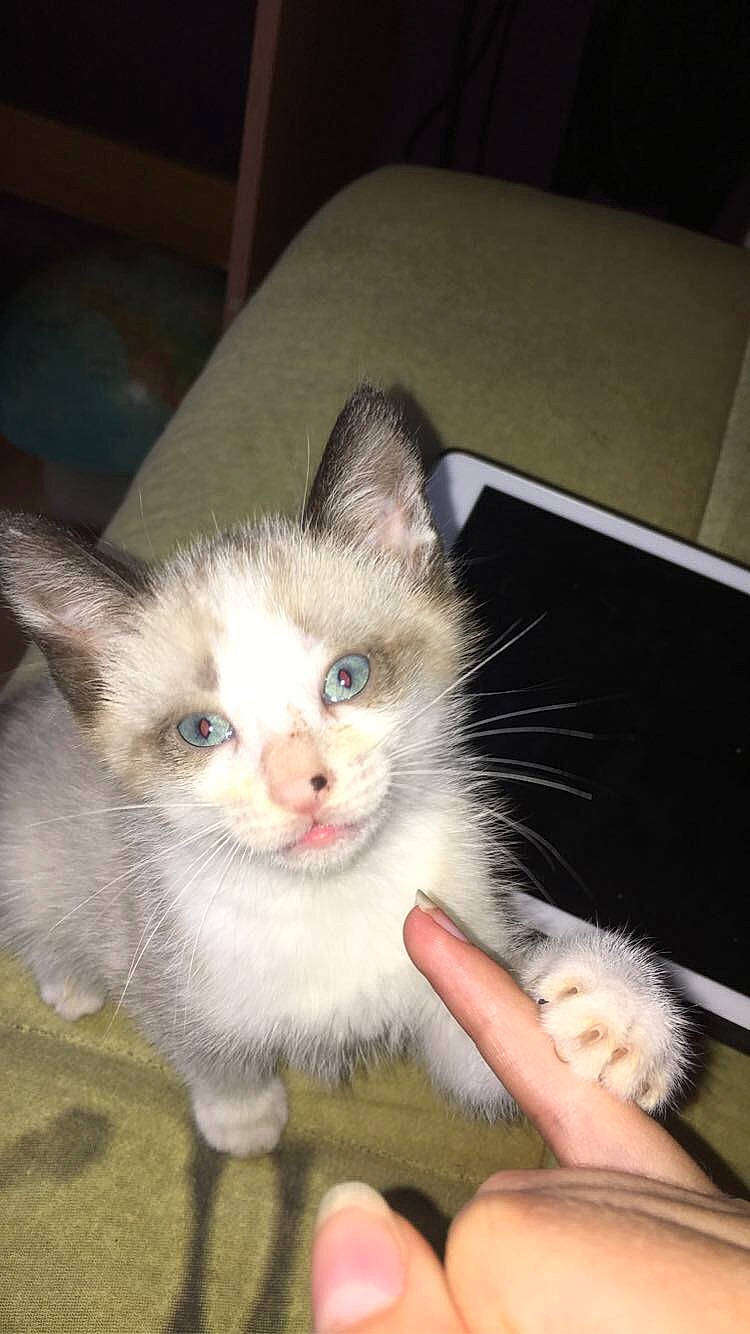 Porcinet a rejoint le concours — aidez-le/la à gagner de superbes lots ! asian, carnivore, cat, domestic_short_haired_cat, ear, fawn, felidae, javanese, kitten, mammal, munchkin, ojos_azules, polydactyl_cat, ragdoll, small_to_medium_sized_cats, snowshoe, tonkinese, turkish_angora, vertebrate, whiskers