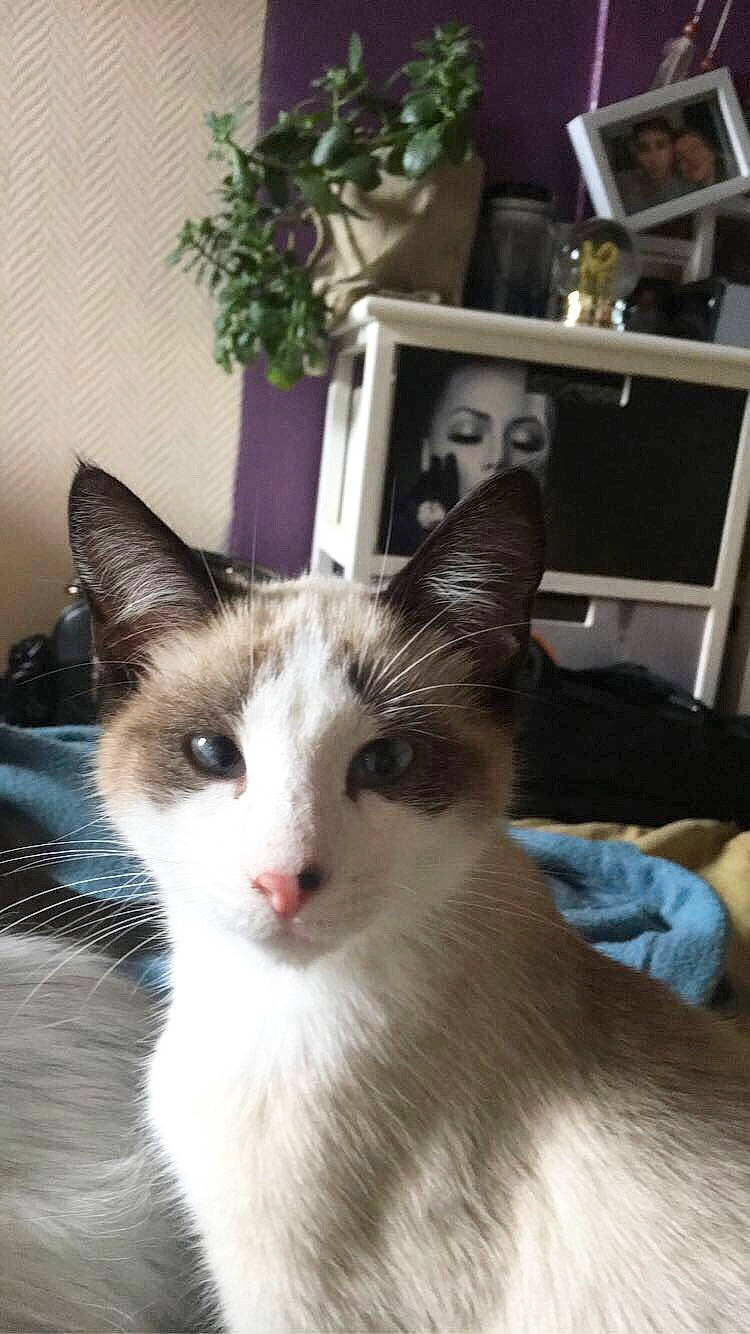 Porcinet a rejoint le concours — aidez-le/la à gagner de superbes lots ! aegean_cat, balinese, carnivore, cat, domestic_short_haired_cat, eye, fawn, felidae, javanese, kitten, mammal, ojos_azules, ragdoll, siamese, small_to_medium_sized_cats, snowshoe, thai, vertebrate, whiskers