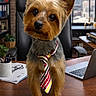 dog, office, desk, tie, laptop, papers, glasses, cityscape, window, chair, pen_holder, plant, wooden_surface, curious, small_dog, indoor, business, pet, working, cute