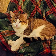 Spassky a rejoint le concours — aidez-le/la à gagner de superbes lots ! cat, tabby_cat, white_paws, plaid_blanket, green_blanket, red_stripes, indoor, cozy, resting, relaxed, fur, pet, animal, cute, sleepy, comfort, closeup, feline, warm, soft