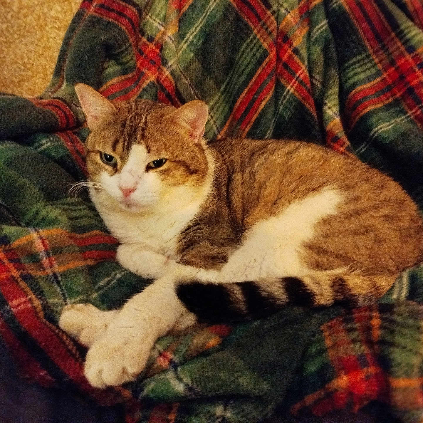 Spassky a rejoint le concours — aidez-le/la à gagner de superbes lots ! cat, tabby_cat, white_paws, plaid_blanket, green_blanket, red_stripes, indoor, cozy, resting, relaxed, fur, pet, animal, cute, sleepy, comfort, closeup, feline, warm, soft