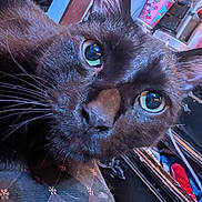 Binx is registered to the contest to win money with this photo: black_cat, close_up, cat_face, whiskers, green_eyes, indoor, curious, pet, feline, animal, fur, nose, ears, domestic_cat, household, looking, portrait, closeup, animal_face, tabby
