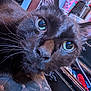 black_cat, close_up, cat_face, whiskers, green_eyes, indoor, curious, pet, feline, animal, fur, nose, ears, domestic_cat, household, looking, portrait, closeup, animal_face, tabby