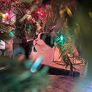 Baby is registered to the contest to win money with this photo: cat, christmas_tree, holiday_lights, pine_needles, black_and_white_cat, indoor, wooden_floor, festive, curious, pet, animal, decorations, colorful_lights, close_up, soft_focus, cozy, holiday_season, christmas_decor, whiskers, eyes