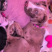 Juno is registered to the contest to win money with this photo: dog, puppy, pink_collar, spotted_dog, plush_toys, pink_pillow, blanket, indoor, resting, cute, pet, fur, curious_eyes, snuggling, soft_texture, cozy, animal, companion, relaxed, bedroom