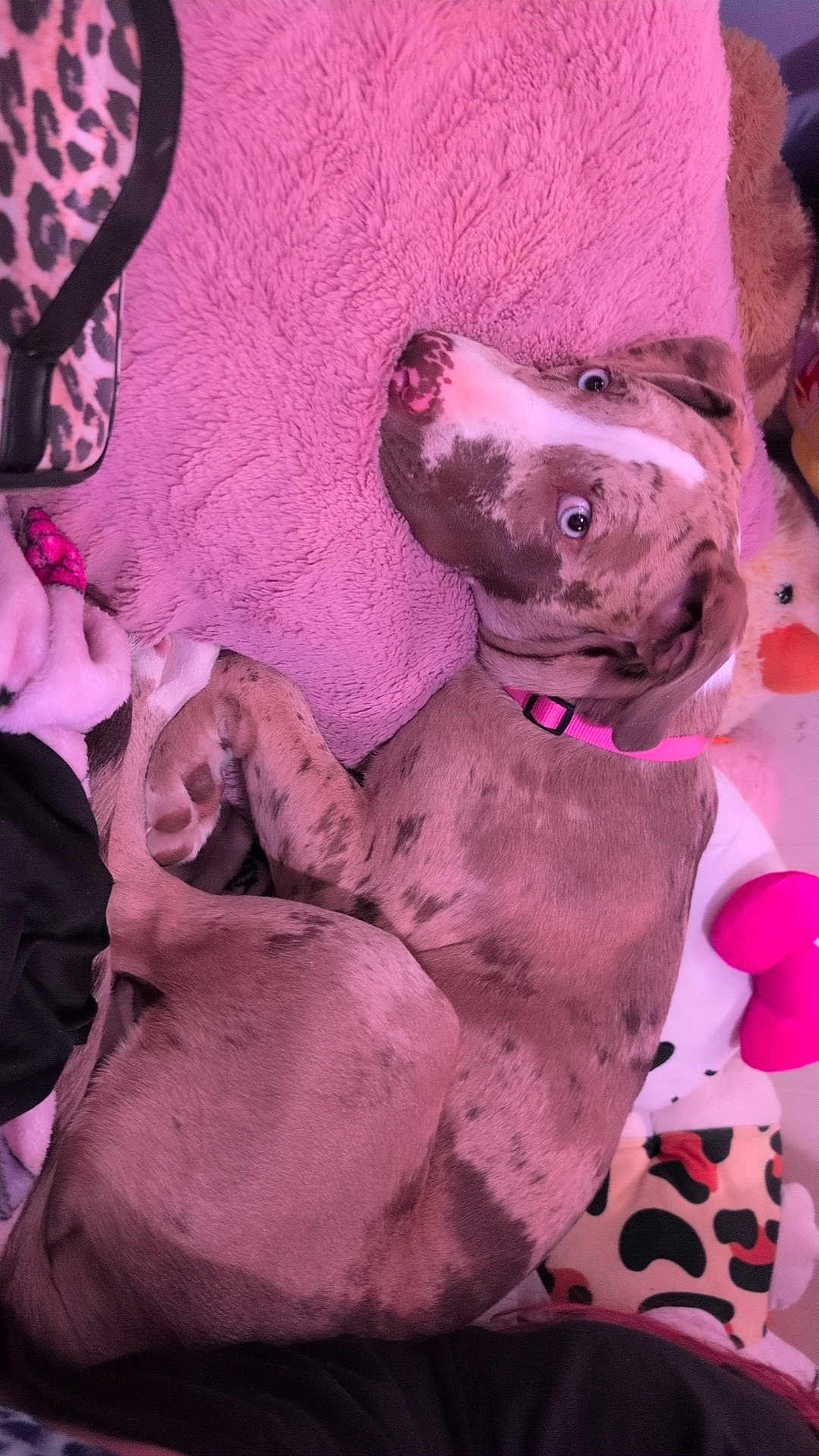 Juno is registered to the contest to win money with this photo: dog, puppy, pink_collar, spotted_dog, plush_toys, pink_pillow, blanket, indoor, resting, cute, pet, fur, curious_eyes, snuggling, soft_texture, cozy, animal, companion, relaxed, bedroom