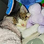 kitten, sleeping, stuffed_toy, plush, blanket, cozy, snuggling, cute, animal, pet, furry, soft, small, resting, indoor, closeup, comfort, adorable, tabby, pink_nose