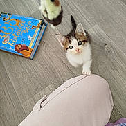 Boyka a rejoint le concours — aidez-le/la à gagner de superbes lots ! kitten, cat, toy_mouse, floor, wooden_floor, book, children_book, paw, curious, pet, indoor, soft_pants, blanket, playful, animal, young, feline, close_up, cute, small