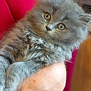 Nala participe au concours pour gagner de l'argent avec cette photo : kitten, gray_fur, fluffy, pet, animal, cute, feline, young_cat, soft_fur, hand, holding, red_clothing, indoor, close_up, eyes, whiskers, portrait, domestic_cat, curious, cuddly