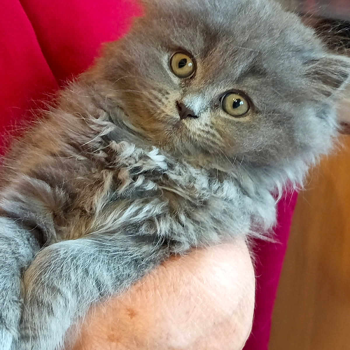 Nala participe au concours pour gagner de l'argent avec cette photo : animal, close_up, cuddly, curious, cute, domestic_cat, eyes, feline, fluffy, gray_fur, hand, holding, indoor, kitten, pet, portrait, red_clothing, soft_fur, whiskers, young_cat