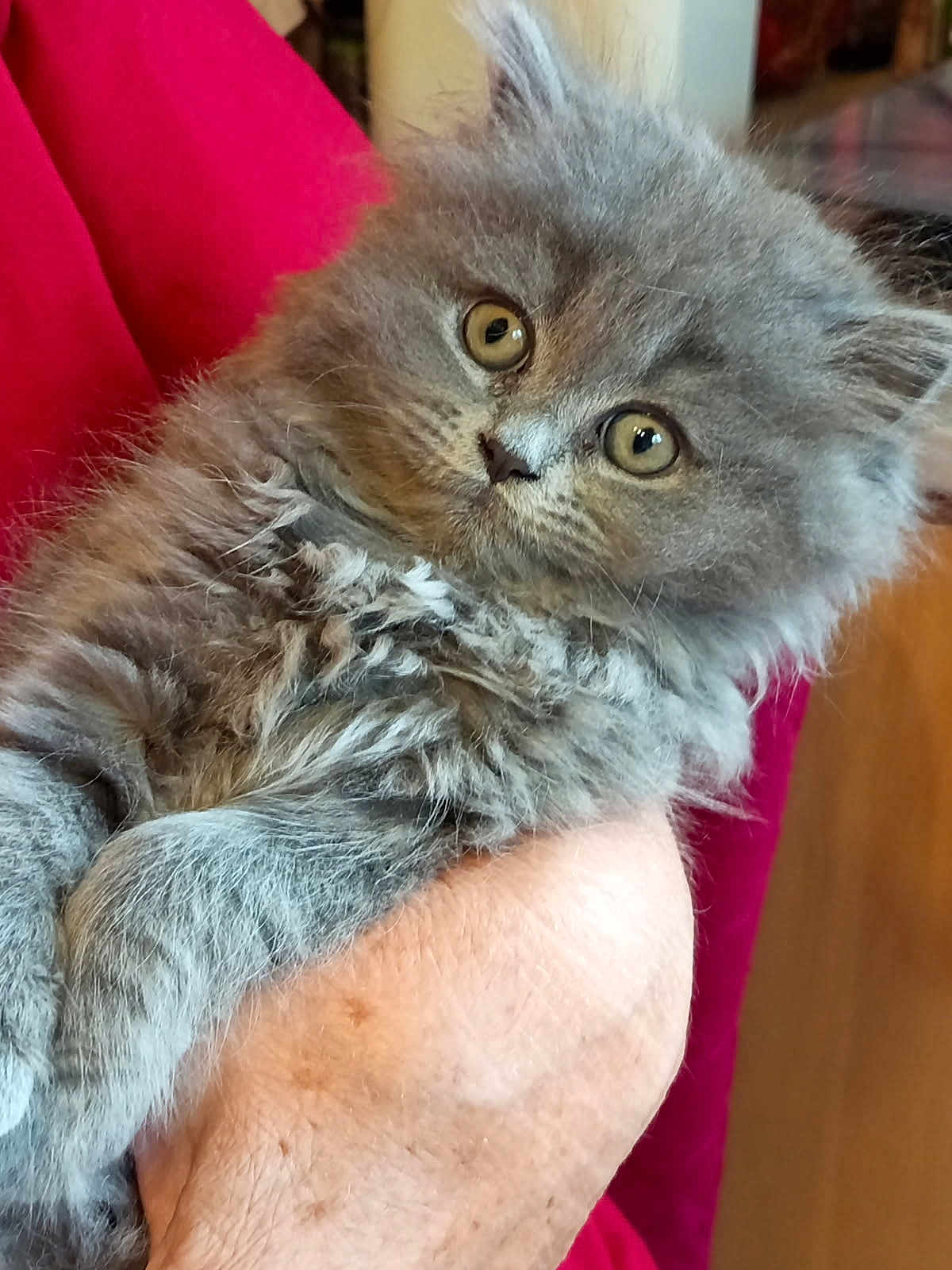 Nala