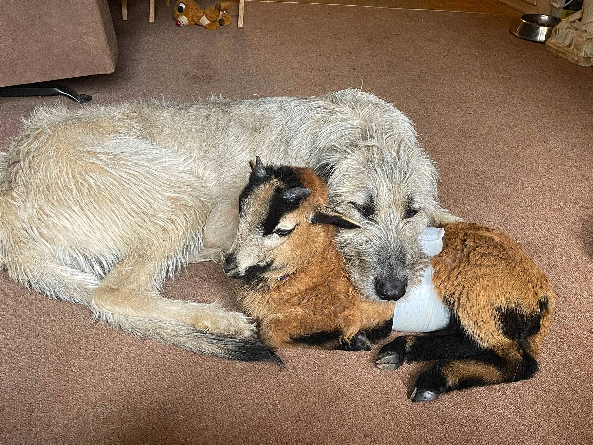 Aine is registered to the contest to win money with this photo: art, big_cats, boar, canidae, carnivore, claw, dog_breed, fawn, felidae, fur, livestock, painting, sheep, snout, sporting_group, suidae, tail, terrestrial_animal, whiskers