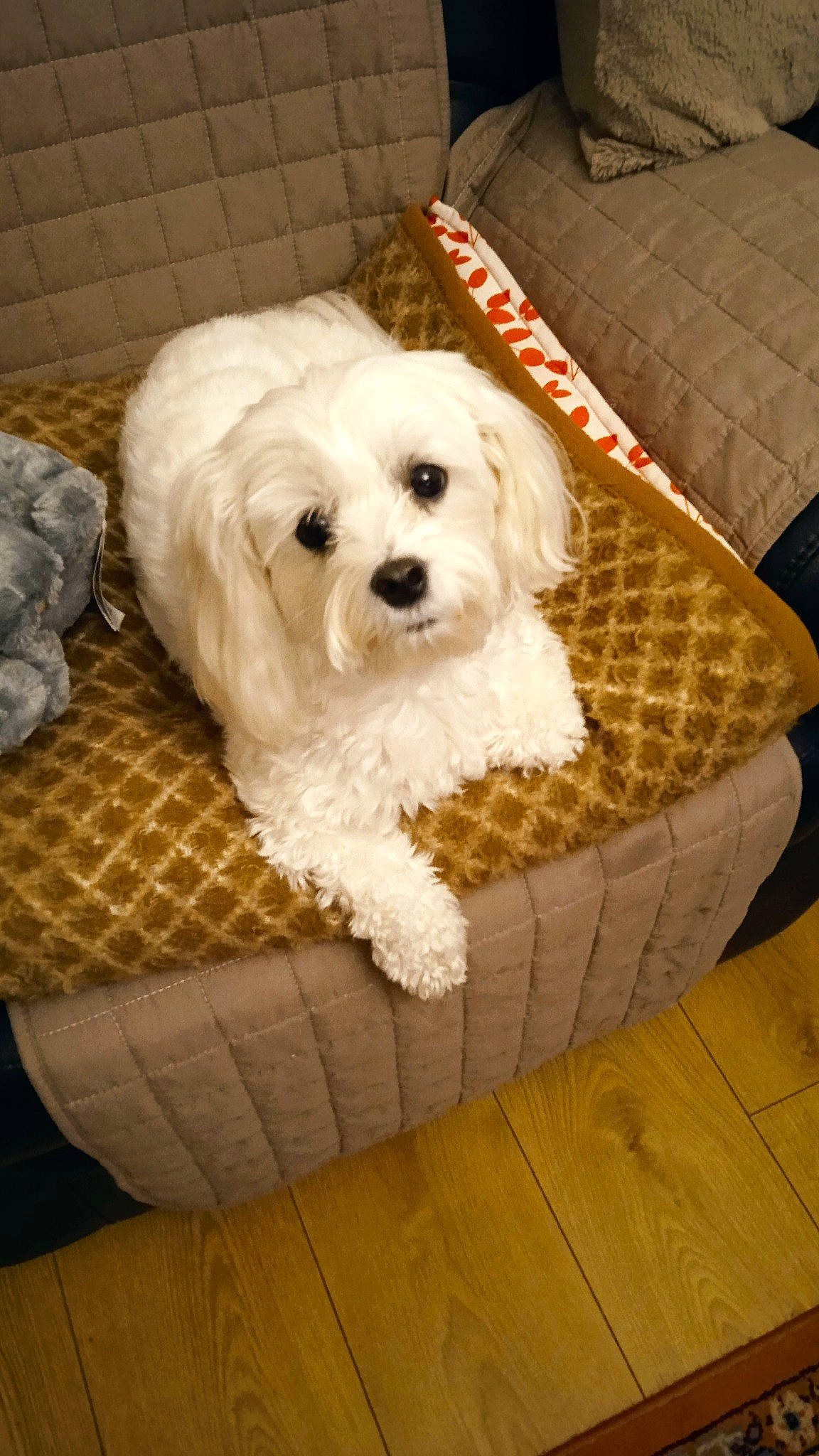 Olane a rejoint le concours — aidez-le/la à gagner de superbes lots ! canidae, carnivore, companion_dog, dog, dog_breed, dog_supply, flooring, fur, hardwood, home_accessories, labradoodle, maltepoo, non_sporting_group, rectangle, small_terrier, sporting_group, terrier, toy_dog, wood, working_animal