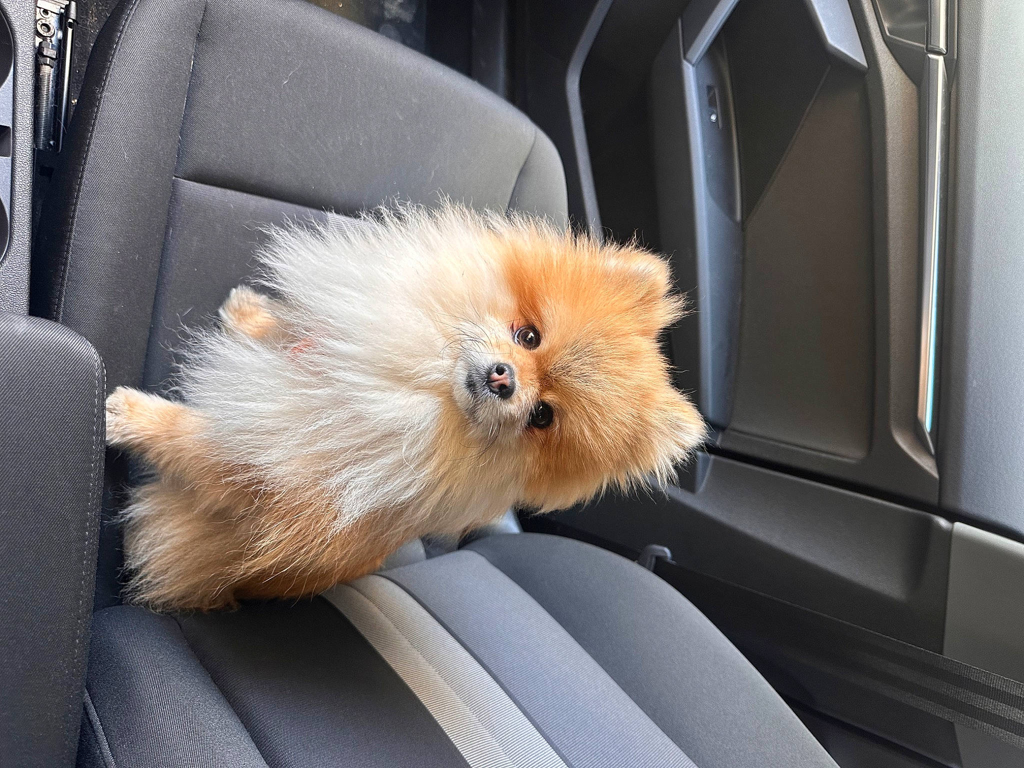 Ricky a rejoint le concours — aidez-le/la à gagner de superbes lots ! auto_part, automotive_exterior, car, carnivore, companion_dog, dog, dog_breed, fawn, fur, hood, liver, motor_vehicle, personal_luxury_car, snout, toy_dog, vehicle, whiskers, windscreen_wiper, windshield, working_animal