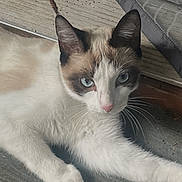 Star is registered to the contest to win money with this photo: cat, siamese_cat, blue_eyes, pet, feline, lying_down, stretching, paws, whiskers, pointed_ears, short_hair, white_fur, brown_markings, pink_nose, indoor, floor, curtain, plastic_bag, portrait, relaxed