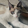 cat, siamese_cat, blue_eyes, pet, feline, lying_down, stretching, paws, whiskers, pointed_ears, short_hair, white_fur, brown_markings, pink_nose, indoor, floor, curtain, plastic_bag, portrait, relaxed