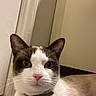 Star is registered to the contest to win money with this photo: cat, tuxedo_cat, black_and_white, pet, animal, feline, portrait, close_up, whiskers, ears, eyes, nose, collar, indoor, hallway, floor, door, home, fur, serious