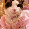 Star joined the competition — help win amazing prizes! cat, pet, animal, portrait, costume, princess, tiara, crown, pink_dress, jewelry, necklace, heart_pendant, formalwear, long_hair, black_and_white, blue_eyes, indoor, chandelier, curtains, royalty