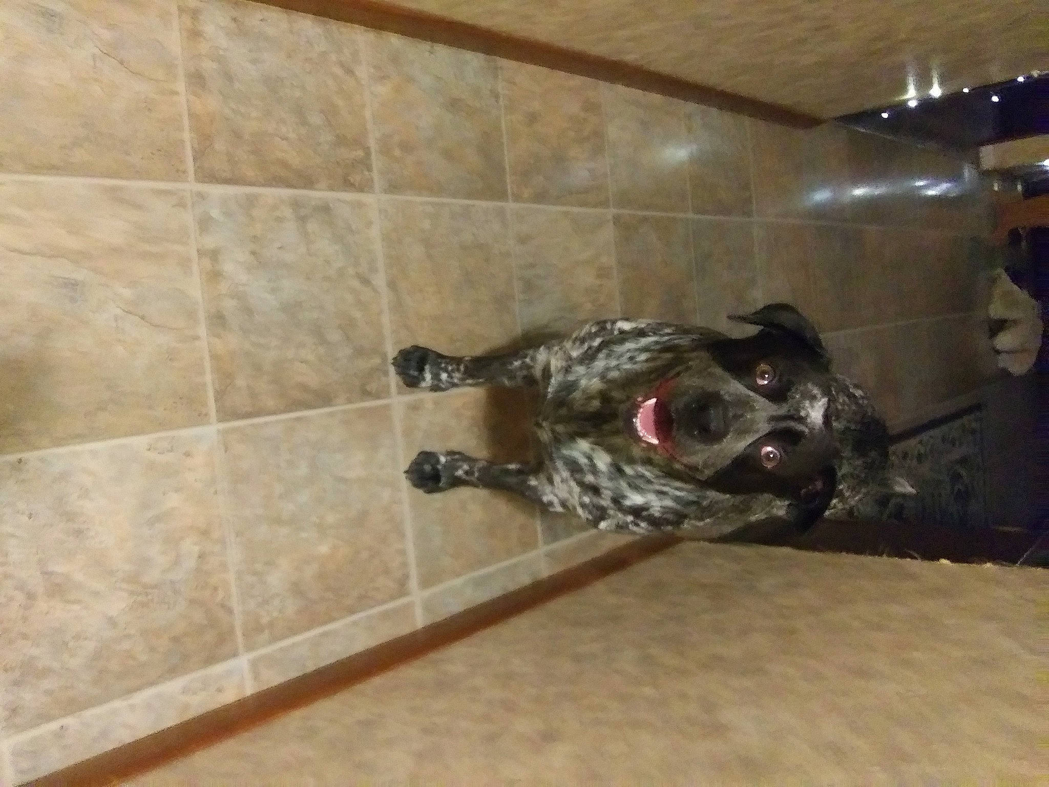 Apollo is registered to the contest to win money with this photo: art, canidae, carnivore, dog_breed, floor, flooring, gas, hardwood, machine, metal, sculpture, sporting_group, terrestrial_animal, tile, tile_flooring, wood, working_animal