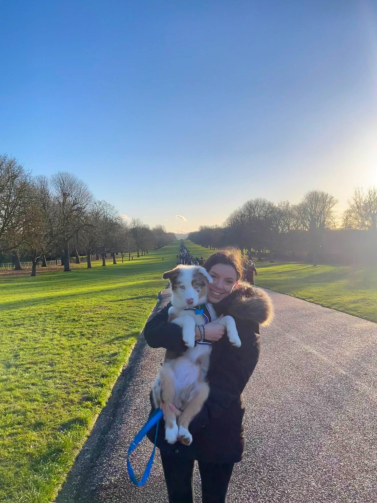 Hudson is registered to the contest to win money with this photo: carnivore, cloud, companion_dog, dog, dog_breed, fawn, flash_photography, gesture, grass, grassland, happy, landscape, lawn, leisure, morning, people_in_nature, plant, sky, sunlight, tree