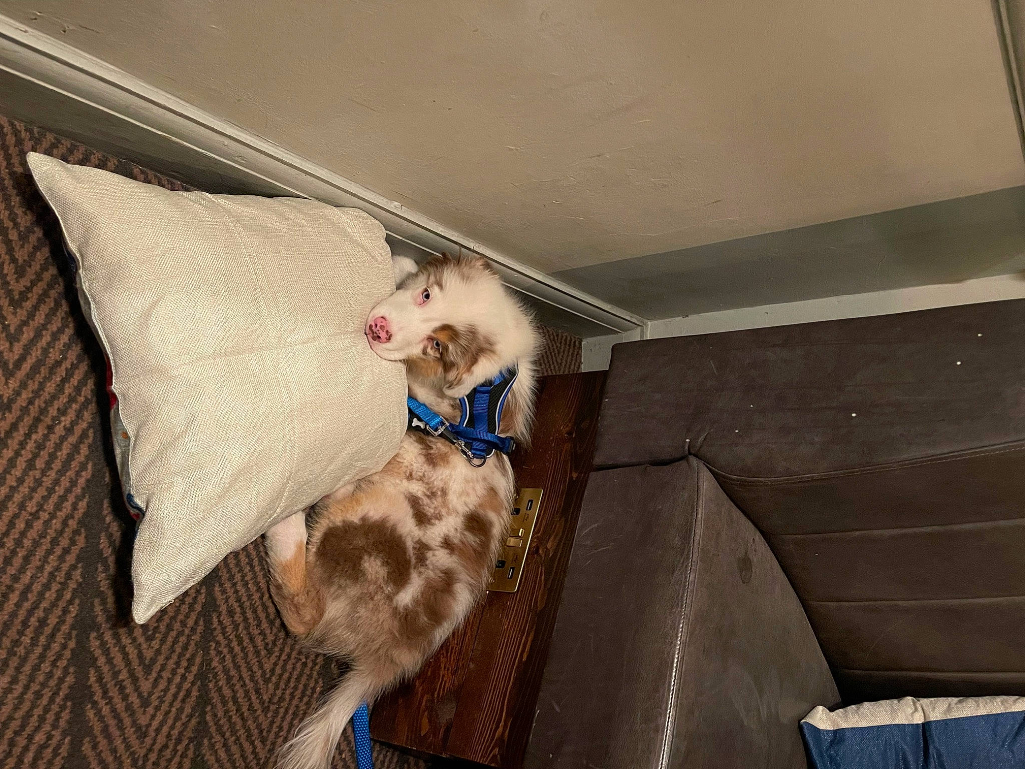 Hudson is registered to the contest to win money with this photo: canidae, carnivore, cat, comfort, companion_dog, couch, dog_breed, domestic_short_haired_cat, fawn, felidae, floor, flooring, fur, hardwood, linens, small_to_medium_sized_cats, sporting_group, tail, whiskers, wood