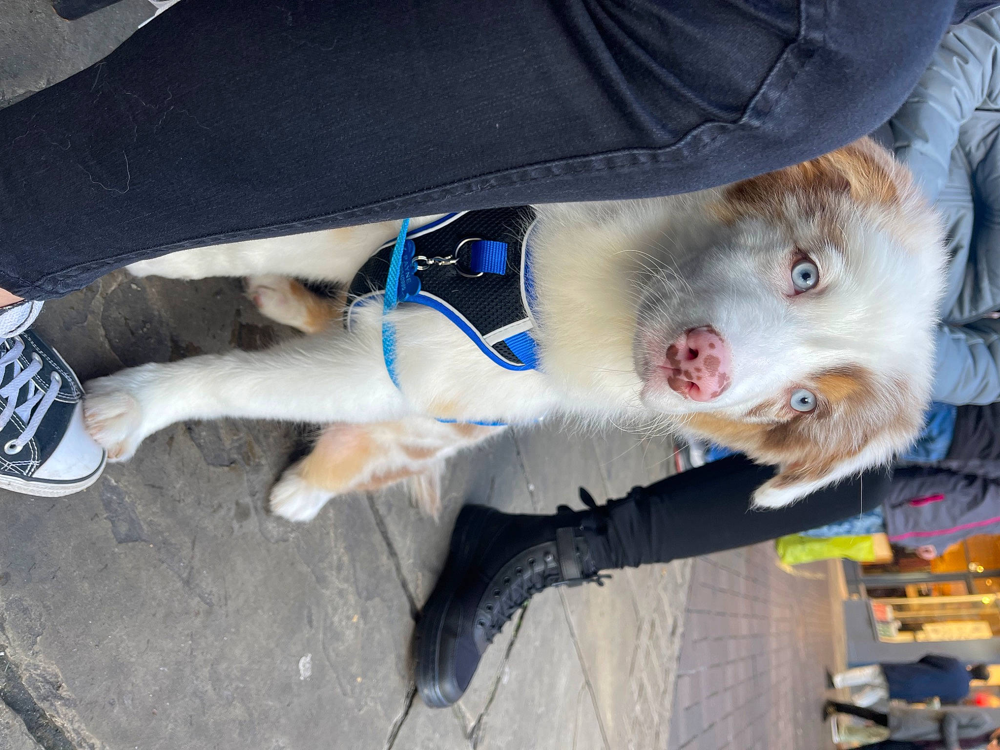 Hudson joined the competition — help win amazing prizes! canidae, carnivore, collar, companion_dog, dog, dog_breed, dog_clothes, dog_collar, electric_blue, fawn, fur, fur_clothing, jaw, leash, snout, sporting_group, tail, walking_shoe, whiskers, working_animal