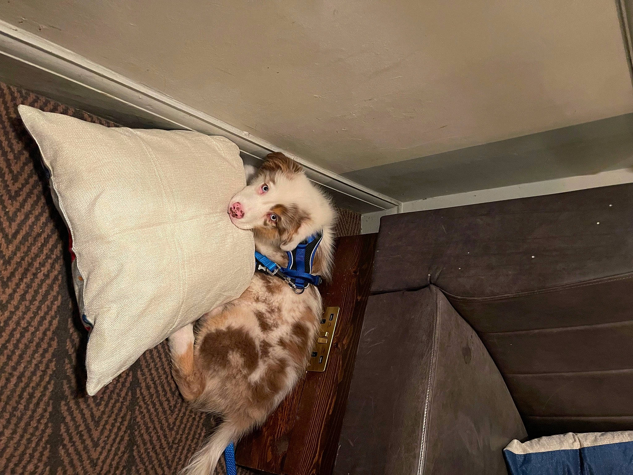 Hudson joined the competition — help win amazing prizes! canidae, carnivore, cat, ceiling, comfort, couch, domestic_short_haired_cat, fawn, felidae, floor, flooring, fur, hardwood, linens, room, small_to_medium_sized_cats, sporting_group, tail, whiskers, wood