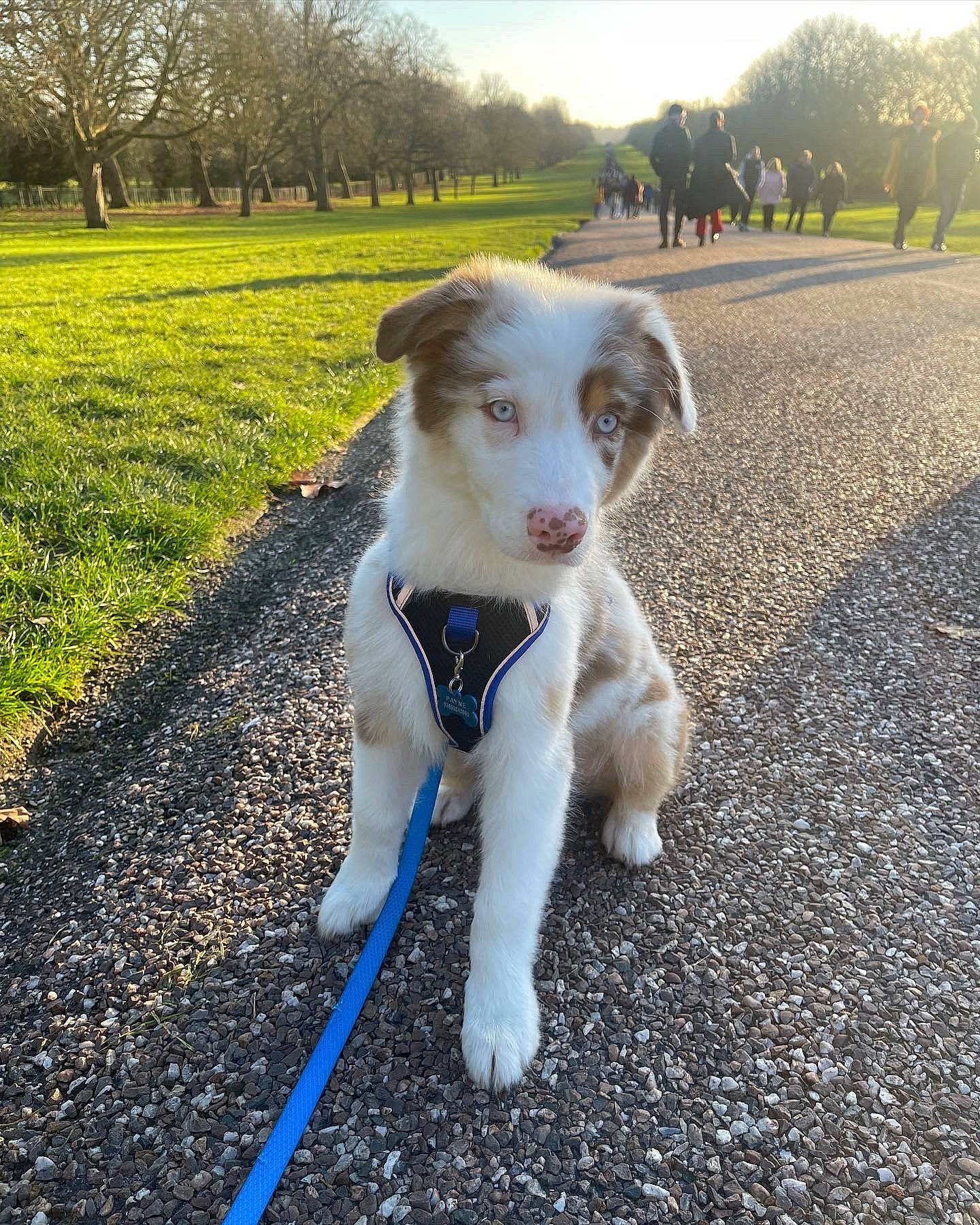 Hudson joined the competition — help win amazing prizes! autumn, canidae, carnivore, collar, companion_dog, dog, dog_breed, dog_collar, fawn, grass, plant, shadow, sky, snout, soil, sporting_group, tail, tree, whiskers, working_animal