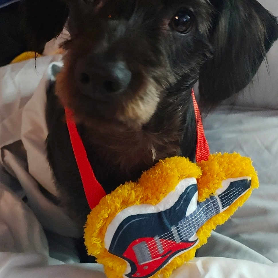 Dexter Moore Ginn joined the competition — help win amazing prizes! canidae, carnivore, companion_dog, dog, dog_breed, miniature_schnauzer, puppy, schnauzer, schnoodle, snout, sporting_group
