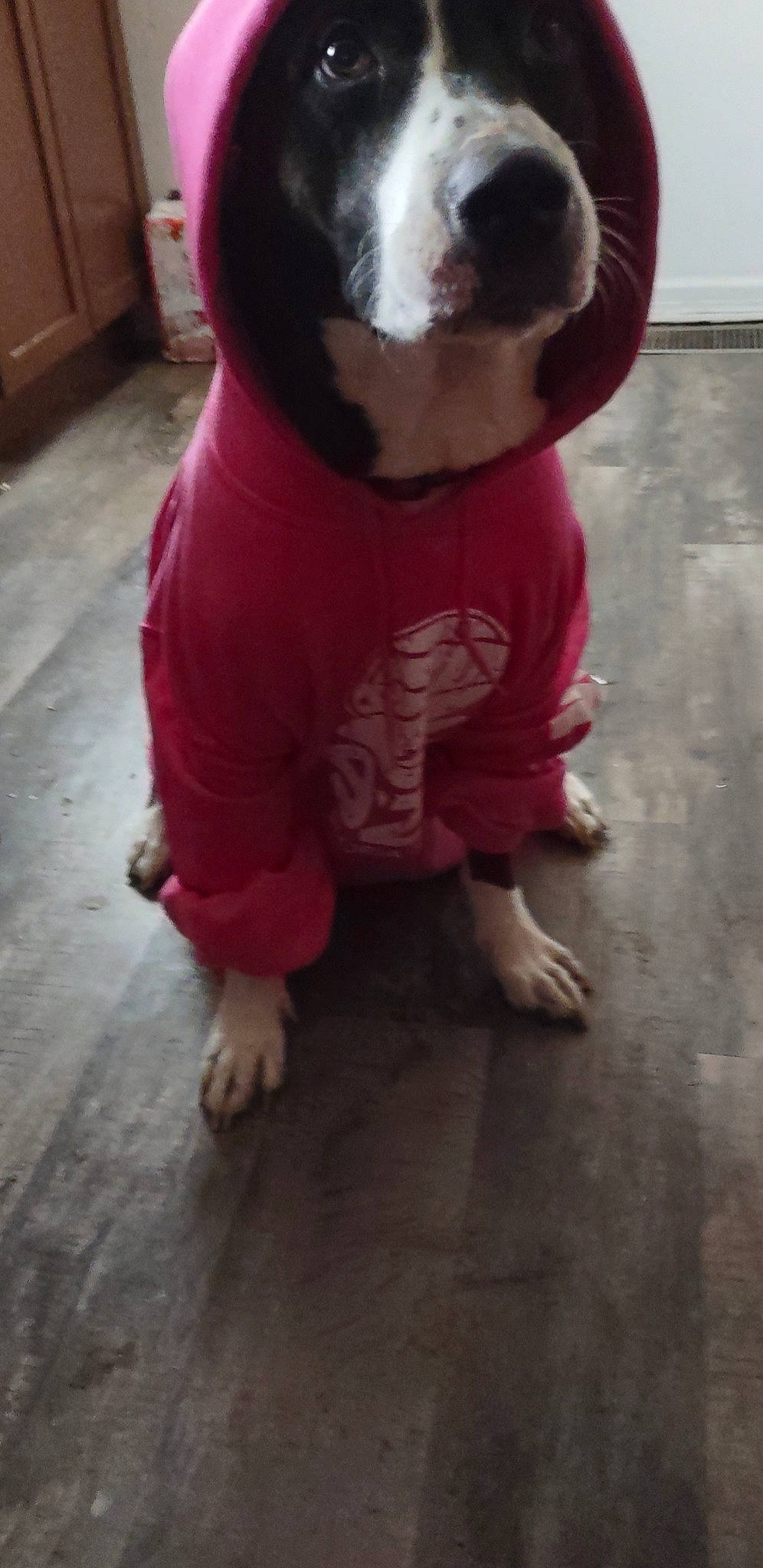 Chief is registered to the contest to win money with this photo: carnivore, companion_dog, dog, dog_breed, dog_clothes, dog_supply, fawn, floor, flooring, hardwood, head, pet_supply, pink, snout, t_shirt, tail, toy_dog, whiskers, wood, working_animal