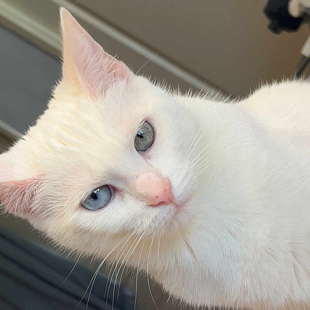 Kira a rejoint le concours — aidez-le/la à gagner de superbes lots ! animal, background, blue_eyes, cat, close_up, curious, domestic, ears, face, feline, fur, household, indoor, mammal, nose, pet, portrait, soft_light, whiskers, white_cat
