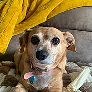 Reagan is registered to the contest to win money with this photo: dog, small_dog, pet, collar, tags, blanket, chew_bone, brown_fur, pink_collar, brown_dog, indoor, cozy, resting, canine, fur, ears, snout, comfort, couch, yellow_blanket