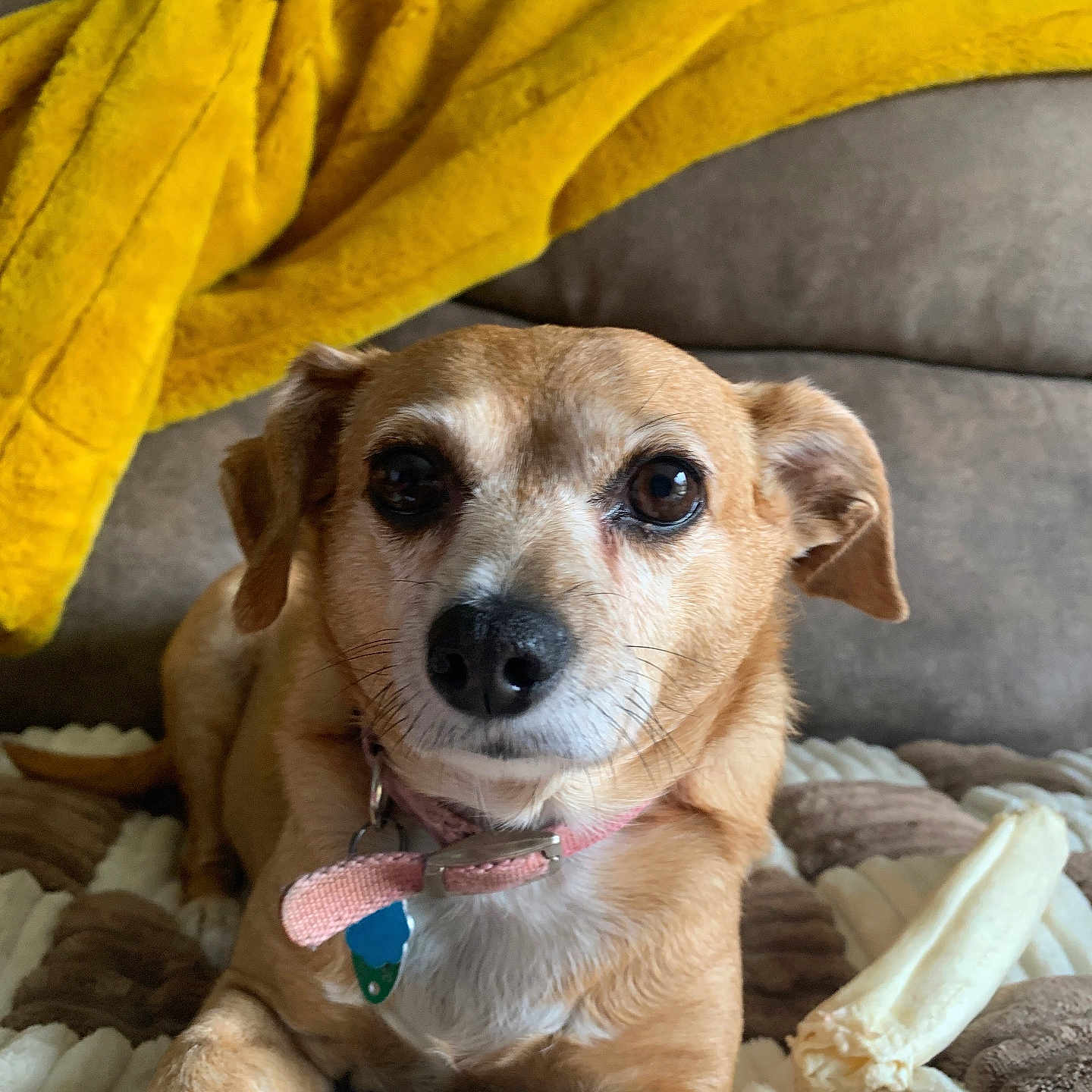 Reagan is registered to the contest to win money with this photo: blanket, brown_dog, brown_fur, canine, chew_bone, collar, comfort, couch, cozy, dog, ears, fur, indoor, pet, pink_collar, resting, small_dog, snout, tags, yellow_blanket