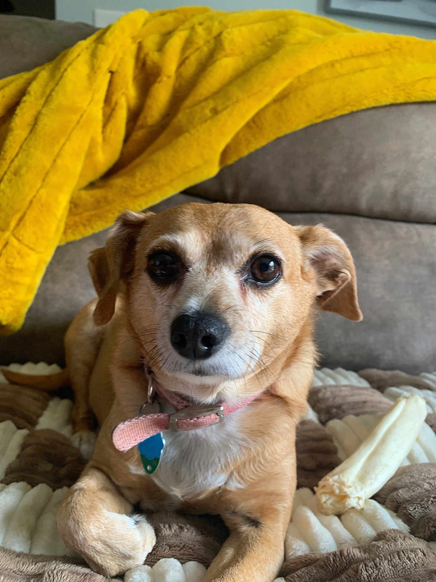 Reagan is registered to the contest to win money with this photo: dog, small_dog, pet, collar, tags, blanket, chew_bone, brown_fur, pink_collar, brown_dog, indoor, cozy, resting, canine, fur, ears, snout, comfort, couch, yellow_blanket