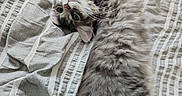 Loky is registered to the contest to win money with this photo: bed, cat, cozy, curious, cute, domestic_cat, ears, fluffy, fur, gray_cat, heart_shaped_pillow, indoor, lying_down, pet, pillow, pink_pillow, relaxed, striped_bedspread, tail, whiskers