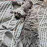 bed, cat, cozy, curious, cute, domestic_cat, ears, fluffy, fur, gray_cat, heart_shaped_pillow, indoor, lying_down, pet, pillow, pink_pillow, relaxed, striped_bedspread, tail, whiskers