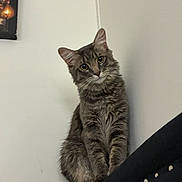 Loky joined the competition — help win amazing prizes! black_furniture, cat, chair, curious, cute, domestic_animal, ears, eyes, feline, fur, gray_tabby, head_tilt, indoor, paw, pet, poster, sitting, studs, wall, whiskers