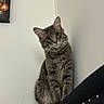 black_furniture, cat, chair, curious, cute, domestic_animal, ears, eyes, feline, fur, gray_tabby, head_tilt, indoor, paw, pet, poster, sitting, studs, wall, whiskers