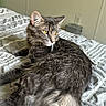 Loky joined the competition — help win amazing prizes! animal, bed, bedding, cat, cozy, domestic, ears, feline, fluffy, fur, indoor, pet, resting, sleepy, soft_light, striped, tabby, tail, whiskers, yellow_eyes