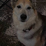 Gandga participe au concours pour gagner de l'argent avec cette photo : dog, pet, outdoor, collar, fur, animal, canine, grass, gravel, close_up, portrait, mammal, sitting, nature, brown_fur, white_fur, ears, face, looking, calm