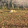 dog, autumn, leaves, yard, fence, tree, grass, outdoor, pet, sunlight, nature, animal, resting, brown, field, bare_tree, quiet, season, calm, landscape