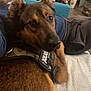 Sirius participe au concours pour gagner de l'argent avec cette photo : dog, brown_dog, camo_harness, indoor, person, beard, bed, blanket, furniture, relaxed, pet, closeup, face, ears, living_room, casual, comfort, home, resting, animal