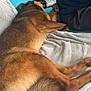 Sirius participe au concours pour gagner de l'argent avec cette photo : dog, couch, blanket, toy, paw, resting, indoor, person, furniture, brown, black, tan, fur, tail, relaxed, side_view, home, comfortable, large_dog, seated_person